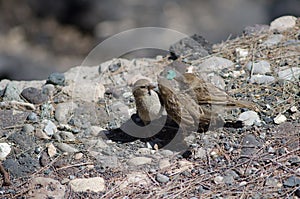 Juveniles of spanish sparrow Passer hispaniolensis asking food to his mother.