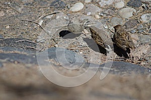 Juveniles of spanish sparrow Passer hispaniolensis asking food to his mother.