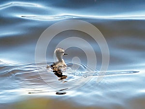 An juvenille American Avocet swimming in large pond