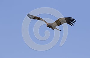 Juvenille bald eagle In Flight