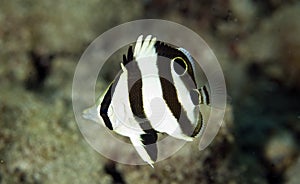 Juvenille Banded Butterflyfish