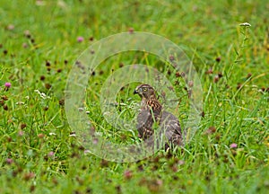 Juvenille Goshawk in the vegetation