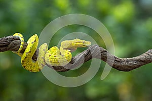 Juvenille green tree phyton