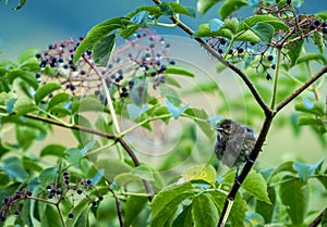 Juvenille Indigo Bunting perched under magical berries with dew drops