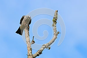 Juvenille Mississippi kite