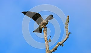 Juvenille Mississippi kite