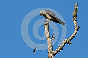 Juvenille Mississippi kite