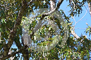 Juvenille Mississippi Kite