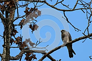 Juvenille Mississippi Kite