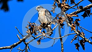 Juvenille Mississippi kite in a tree