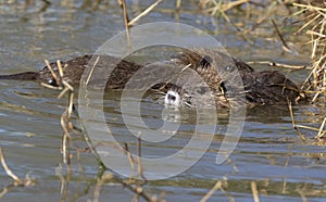 Juvenille nutrias Myocastor coypus