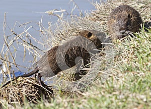 Juvenille nutrias Myocastor coypus