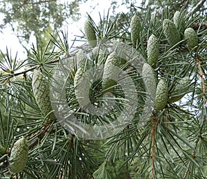Juvenille pinecones