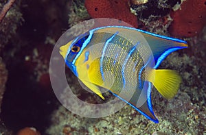 Juvenille Queen Angelfish