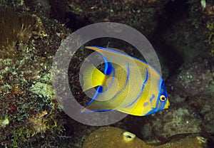 Juvenille Queen Angelfish