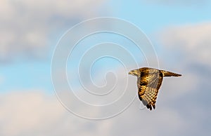 Juvenille Red-Shouldered Hawk, Buteo lineatus, in flight against a blue cloudy sky in winter