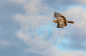 Juvenille Red-Shouldered Hawk, Buteo lineatus, in flight against a blue cloudy sky in winter