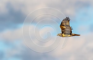 Juvenille Red-Shouldered Hawk, Buteo lineatus, in flight against a blue cloudy sky in winter