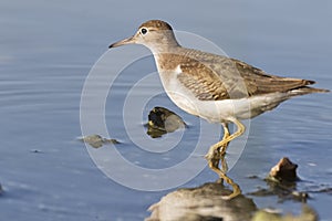 Juvenille spotted sandpiper