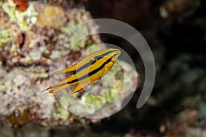 Juvenille Yellowtail Damselfish, Neoglyphidodon nigroris in a tropical coral reef iof Andaman sea