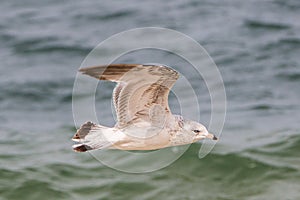 Juvenilt Ring-Billed Gull Larus delawarensis