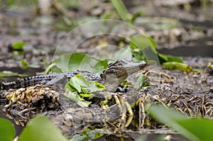 Juvenlie American Alligator, Okefenokee Swamp National Wildlife Refuge