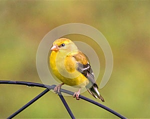 Juvinile American Goldfinch