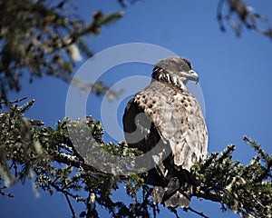 Juvinile Bald Eagle perching on a branch.