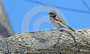 Juvinile Bluebird on a tree branch.