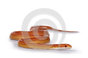 Juvinile Cornsnake on white background