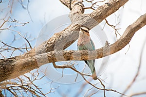 Juvinile Lilac Breasted Roller sitting in tree