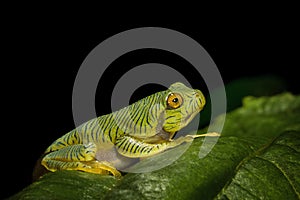 Juvinile of malabar Gliding Frog, Rhacophorus malabaricus, Munnar, Kerala