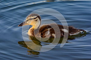 Juvinile Mallard Anas platyrhynchos swimming solo