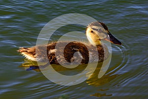 Juvinile Mallard Anas platyrhynchos swimming solo