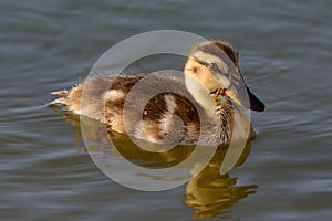 Juvinile Mallard Anas platyrhynchos swimming solo with reflection