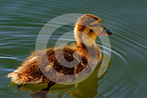 Juvinile Mallard Anas platyrhynchos swimming solo in sunlight wi