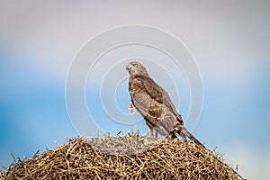 Juvinile Pale-chanting goshawk on a weaver nest.