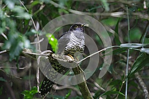 Juvinile Red-chested Cuckoo - Cuculus Solitarius - Piet My Vrou photo