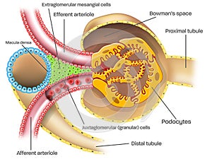 Juxtaglomerular apparatus of kidney nephron illustration with captions