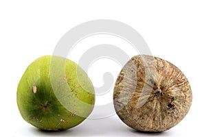 Juxtapose - Differences in the age Coconut