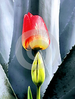 Juxtaposition cactus plant with spring tulips