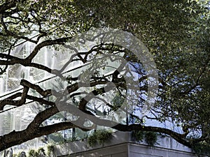 Juxtaposition of nature and modern architecture.