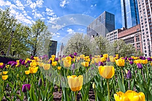 Juxtaposition of vibrant tulips against the cityscape of Chicago.