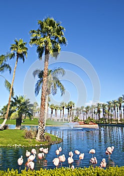 JW Marriott Desert Springs Resort Palm Desert Flamingos