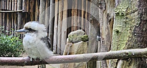The Jägerliest (Dacelo novaeguineae) is a bird. He sits on a branch in an enclosure in the zoo and animal park.
