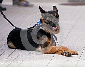 K-9 police dog provides security in New York