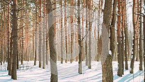 4K Beautiful Blue Shadows From Pines Trees In Motion On Winter Snowy Ground. Sunshine In Forest. Sunset Sunlight Shining photo