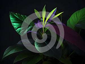 a plant with green leaves and purple and green leaves photo