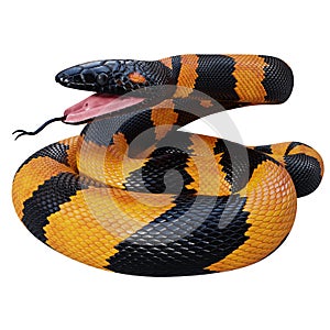 Bismarck Ringed Python Satic Pose