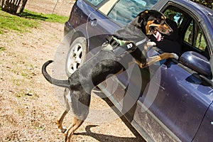  9 policía el perro listo sobre el subir sobre el taza auto sobre el buscar medicamentos o ataque 